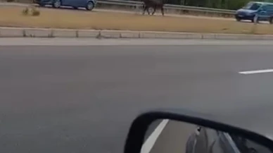 Kesime götürülürken kaçan boğa trafiğe çıktı