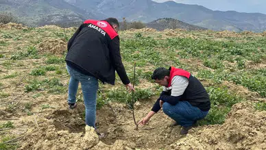 Meyve Bahçeleri Denetimde! Sertifikalı Fidan Desteklemeleri Kontrol Ediliyor