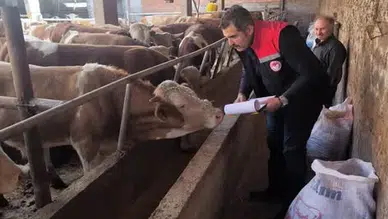 Amasya’da Hayvancılık İşletmelerinde Sıkı Sağlık Kontrolü