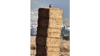 Saman Değil, Doğal Güvenlik Kulübesi!