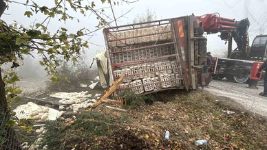 Canlı Tavuk Yüklü Kamyon Devrildi: 4 Yaralı