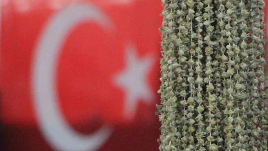 Amasya’nın ‘Sarı Altını’ Tehlikede