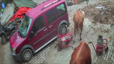 Amasya’da Boğa Sağım Makinesini Kaçırdı!