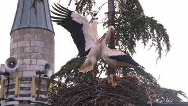 Leyleklere ‘Saygılı’ köy: Bütün elektrik direkleri yuva oldu, leylekler için tedbir alındı