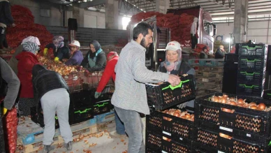 Pazarın en ucuzu soğan Amasya’dan Avrupa’ya gönderiliyor