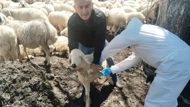Amasya’da Hayvan Sağlığı İçin Sahada Yoğun Mesai
