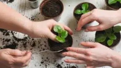 Çiçekleriniz Neden Soluyor? Uzmanlardan Evde Çiçek Bakımı İçin Hayat Kurtaran Tüyolar