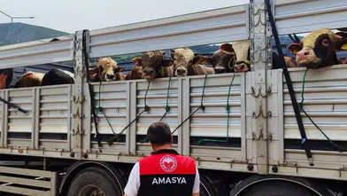 Amasya’da Hayvan Sevkleri Sorunsuz Tamamlandı