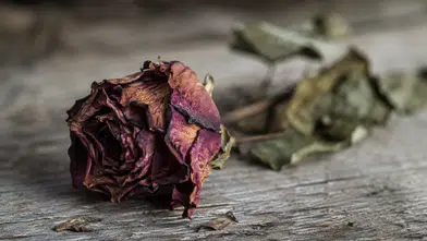Rüyada Solmuş Çiçek Görmek Ne Anlama Gelir? İşte Merak Edilen Rüya