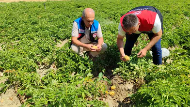 Gümüşhacıköy’de Patates Tarlalarında Bitki Sağlığı Denetimi Gerçekleştirildi