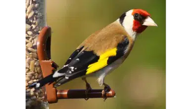 Rüyada Saka Kuşu Görmek Ne Anlama Gelir? Bu Rüya Beklenmedik Bir Haberin İşareti Olabilir!