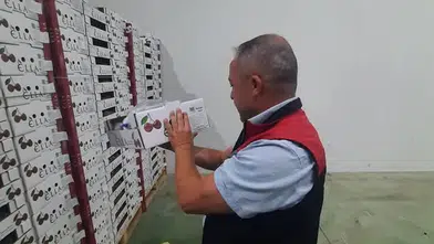 Amasya Kirazı Rusya Yolunda!