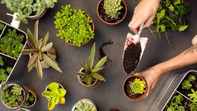 Evde Çiçek Bakımı Nasıl Yapılır? Sağlıklı Bitkiler İçin Bilmeniz Gerekenler