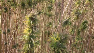 Amasya Keneviri Sanayiye Açılıyor