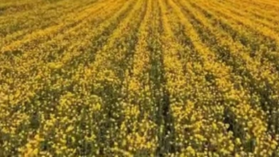 Merzifon Tarımında “Sarı Altın” Dönemi Başladı