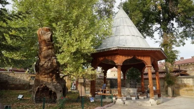 400 Yıllık Çınar Arıların Yuvası Oldu!