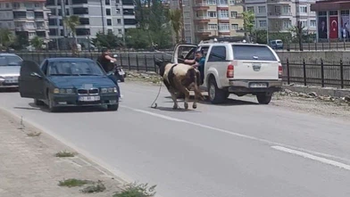 Kurban Pazarı Karıştı! Kaçan Dana İlçeyi Birbirine Kattı
