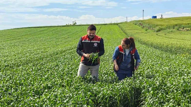 Çorum’da ilk kez ekilen yerli ve milli buğday umut vaat ediyor