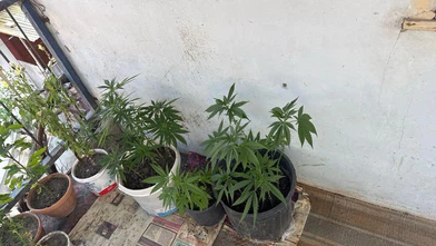 Çorum’da operasyon düzenlenen evden 21 kök kenevir çıktı: 1 gözaltı