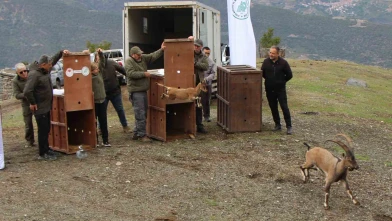 5 yaban keçisi Amasya’da doğaya salındı