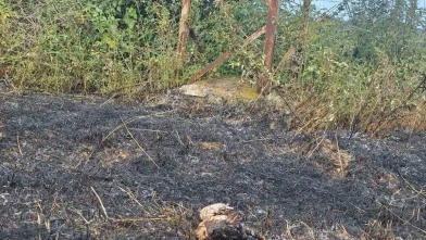 Yüksek gerilim hattına konan kuş yangına neden oldu