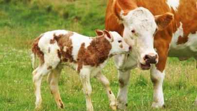 2022 YILI BUZAĞI DESTEKLEMESİ 2. DÖNEM BAŞVURULARI BAŞLADI