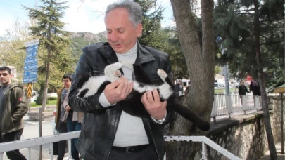 KARGALARIN SALDIRDIĞI KEDİ AĞAÇTA MAHSUR KALDI