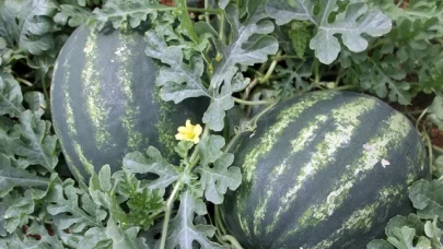 Seralarda Yetişen Erkenci Karpuz, Raflarda Yerini Almaya Başladı