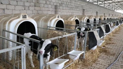Bakanı Kirişci'den düve alım desteği açıklaması