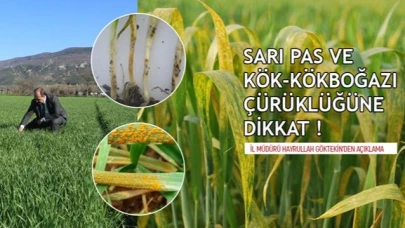 BUĞDAYDA  HASTALIKLARA DİKKAT!