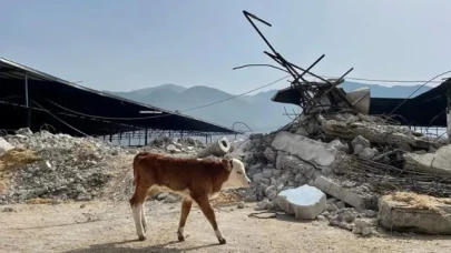 DEPREMZEDELERE BEDELSİZ HAYVAN DAĞITIMI BAŞLADI
