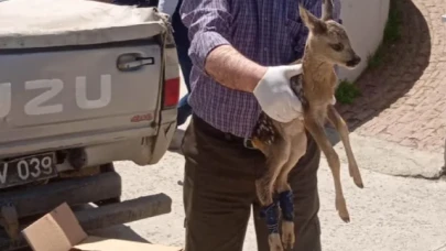 Yaralı Karaca Yavrusu Tedavi Altına Alındı