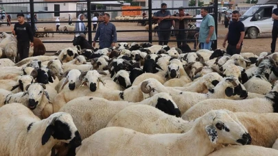 155 BİN KURBANLIK SEVK EDİLECEK