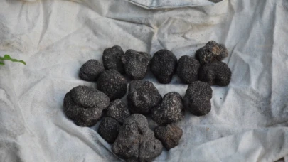 Amasya OBM Ormanlarında 100 Kilo Trüf Bulundu