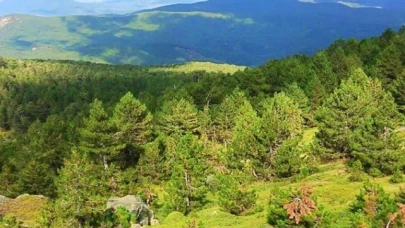 Balıkesir'de 30 Eylül'e kadar ormanlık alanlara giriş yasaklandı