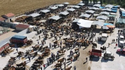 Merzifon Hayvan Pazarı Açıldı