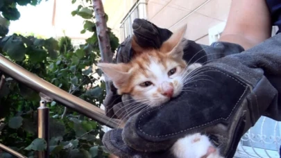 SIKIŞAN KEDİ YAVRULARINI İTFAİYE KURTARDI