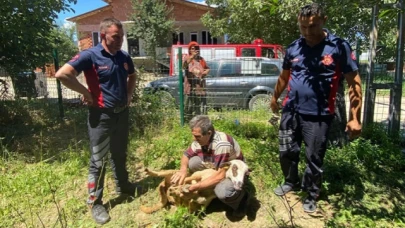 Tokat'ta İki bina arasına sıkışan kurbanlık koyunu itfaiye kurtardı