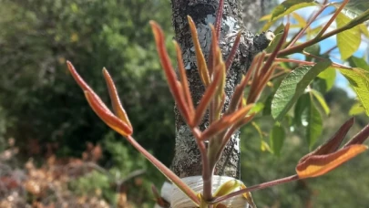 Antep Fıstıkları Yeşerdi, Bahçeye Bahar Geldi