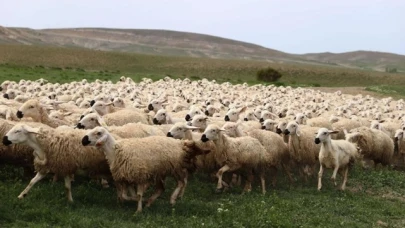 Bayramda 3 milyonun üzerinde küçükbaş kurbanlık satıldı