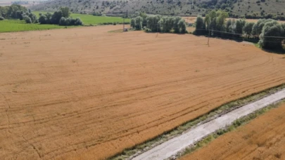 Çorum Belediyesi’nin ektiği buğdaylar hasada hazır