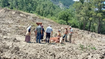 İnek Bataklıktan Güçlükle Kurtarıldı