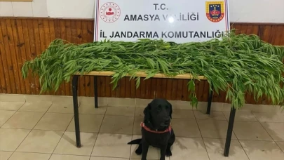 Taşova'da Uyuşturucu Operasyonu: 2 şüpheliden 1'i tutuklandı