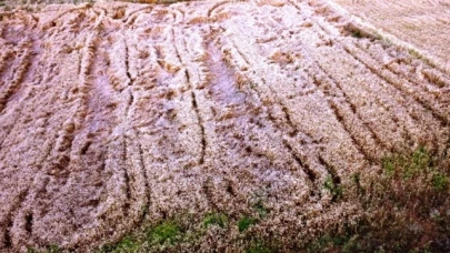 Yaban Domuzları Taşova'da Tarlalara Zarar Verdi!
