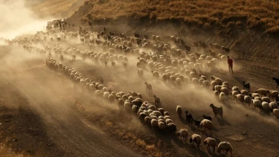 Aşırı Sıcaklar Küçükbaş Hayvancılığı Olumsuz Etkiliyor