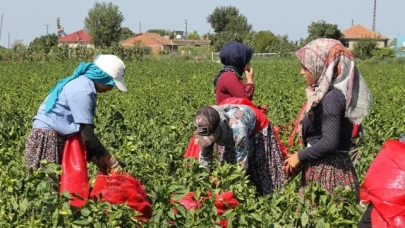 Bafra Ovası'nda 160 bin ton kapya biber rekoltesi bekleniyor