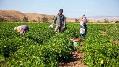  Domates Hasadı Başladı