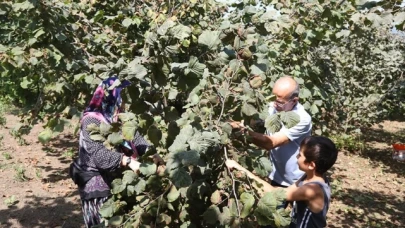 Fındık üreticileri maliyetleri düşürmek için mahsulünü torunlarıyla topluyor
