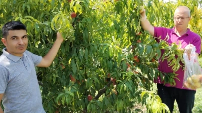 Hasat öncesi pestisit denetimleri devam ediyor