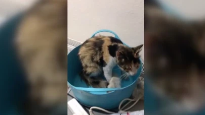 Havalandırma borusuna düşen kedi yavrularını itfaiye kurtardı